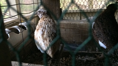 Coturnix