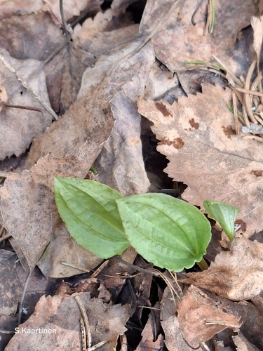 Fairy-slipper