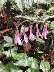 Cremastra appendiculata