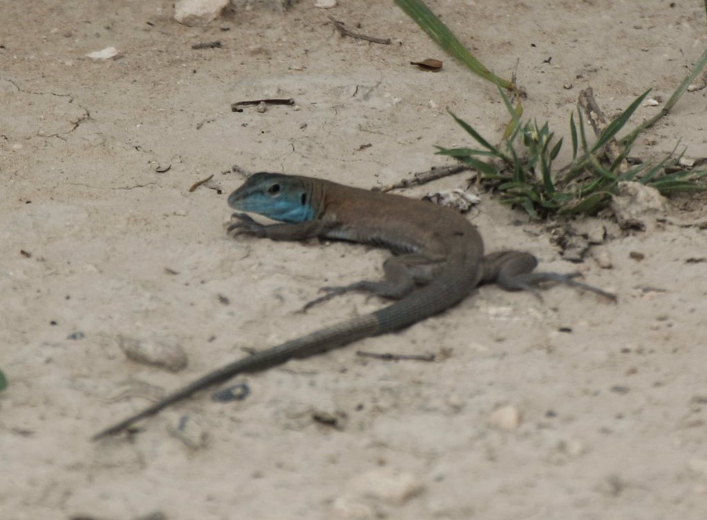 Little Striped Whiptail