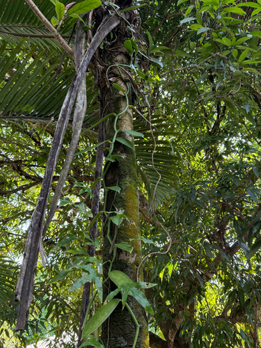 Flat-leaved Vanilla