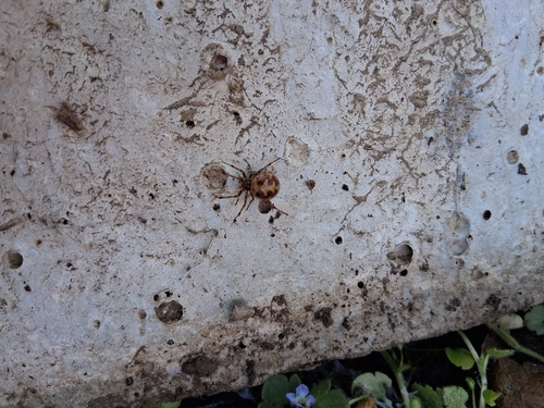 Triangulate Combfoot