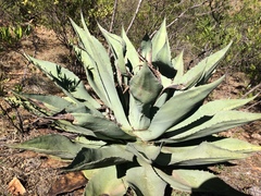 Agave durangensis