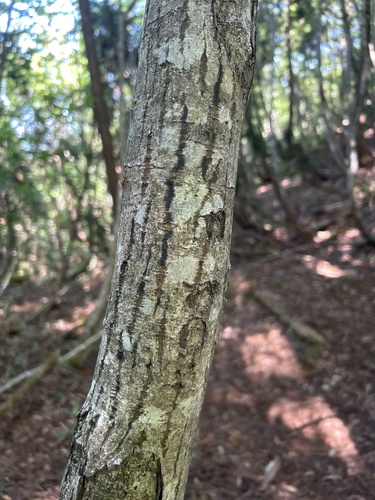 Acer rufinerve, photograph 4