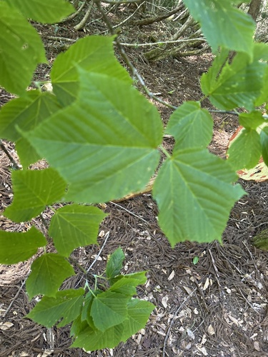 Acer rufinerve, photograph 5