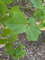 Acer rufinerve, photograph (c) Declan McCabe, some rights reserved (CC BY)