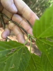 Acer rufinerve, photograph (c) Declan McCabe, some rights reserved (CC BY)