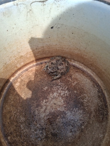 Common Spadefoot