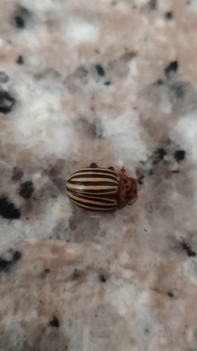 Colorado Potato Beetle