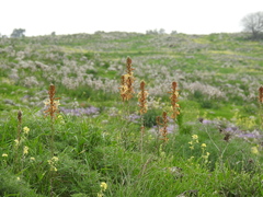 Asphodeline lutea