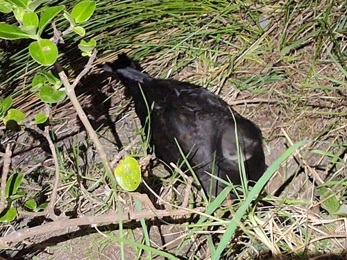 Great-winged Petrel (Pterodroma macroptera), photo 4
