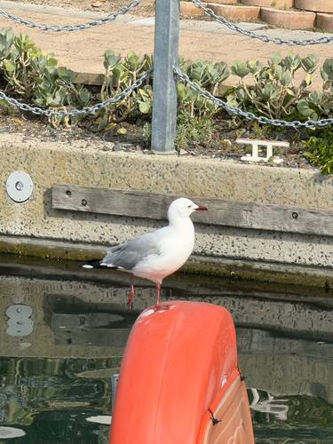 iNaturalist: (c) Derek Ho, some rights reserved (CC BY-NC), uploaded by Derek Ho iNaturalist image