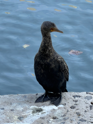 iNaturalist image