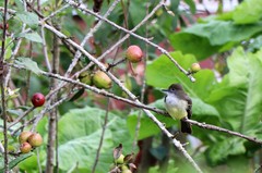 Myiarchus cephalotes cephalotes