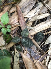 Anoectochilus formosanus