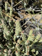 Cylindropuntia tesajo