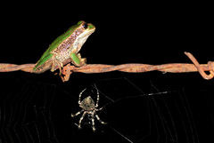 Gastrotheca cuencana