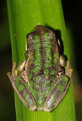 Gastrotheca cuencana