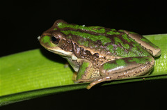 Gastrotheca cuencana