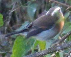 Ochthoeca rufipectoralis