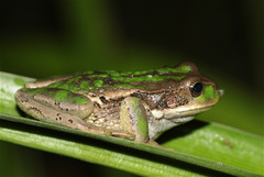 Gastrotheca cuencana