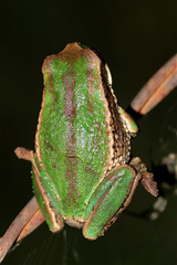 Gastrotheca cuencana