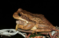 Gastrotheca cuencana