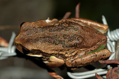 Gastrotheca cuencana