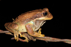 Gastrotheca cuencana