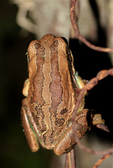 Gastrotheca cuencana