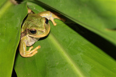 Gastrotheca cuencana