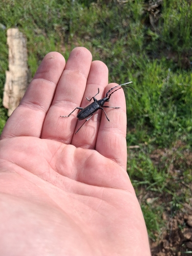 Capricorn beetle