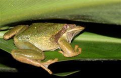 Gastrotheca cuencana