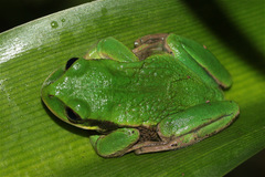 Gastrotheca cuencana