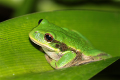 Gastrotheca cuencana