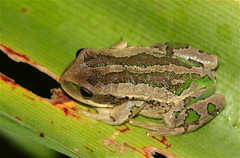 Gastrotheca cuencana