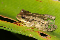 Gastrotheca cuencana