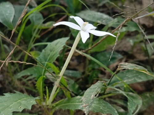 Hippobroma longiflora