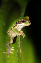 Gastrotheca cuencana