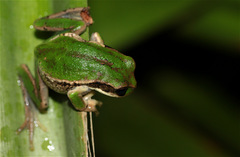 Gastrotheca cuencana