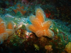 Aplidium tabarquensis