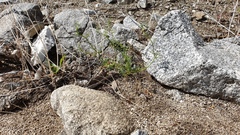 Spermolepis lateriflora