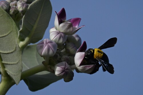 Pubescent Carpenter Bee