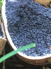 Scleroderma flavidum macrosporum