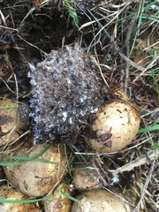 Scleroderma flavidum macrosporum