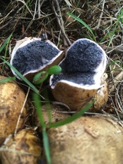 Scleroderma flavidum macrosporum