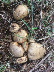 Scleroderma flavidum macrosporum