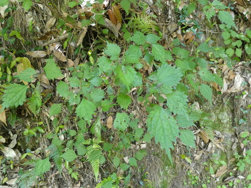 Boehmeria spicata
