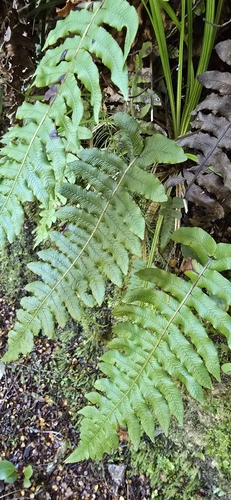 Cranfillia vulcanica observed 2026-05-16