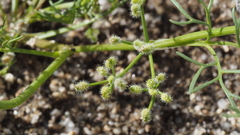 Spermolepis lateriflora